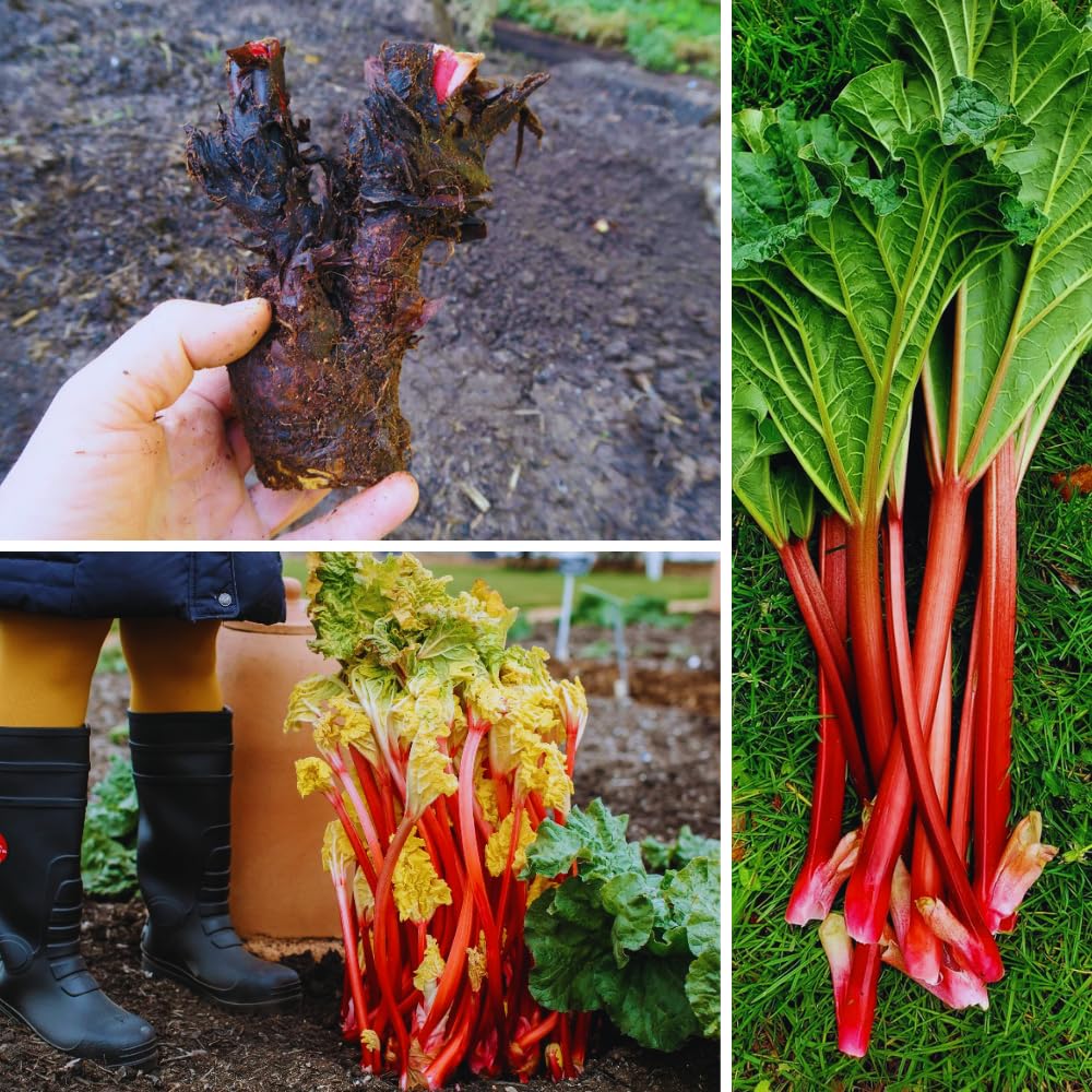 Common Rhubarb Plant Roots Live, 5 Large Rhubarb Plants Roots for Planting, Vegetable Plant for Gardening Indoor Outdoor