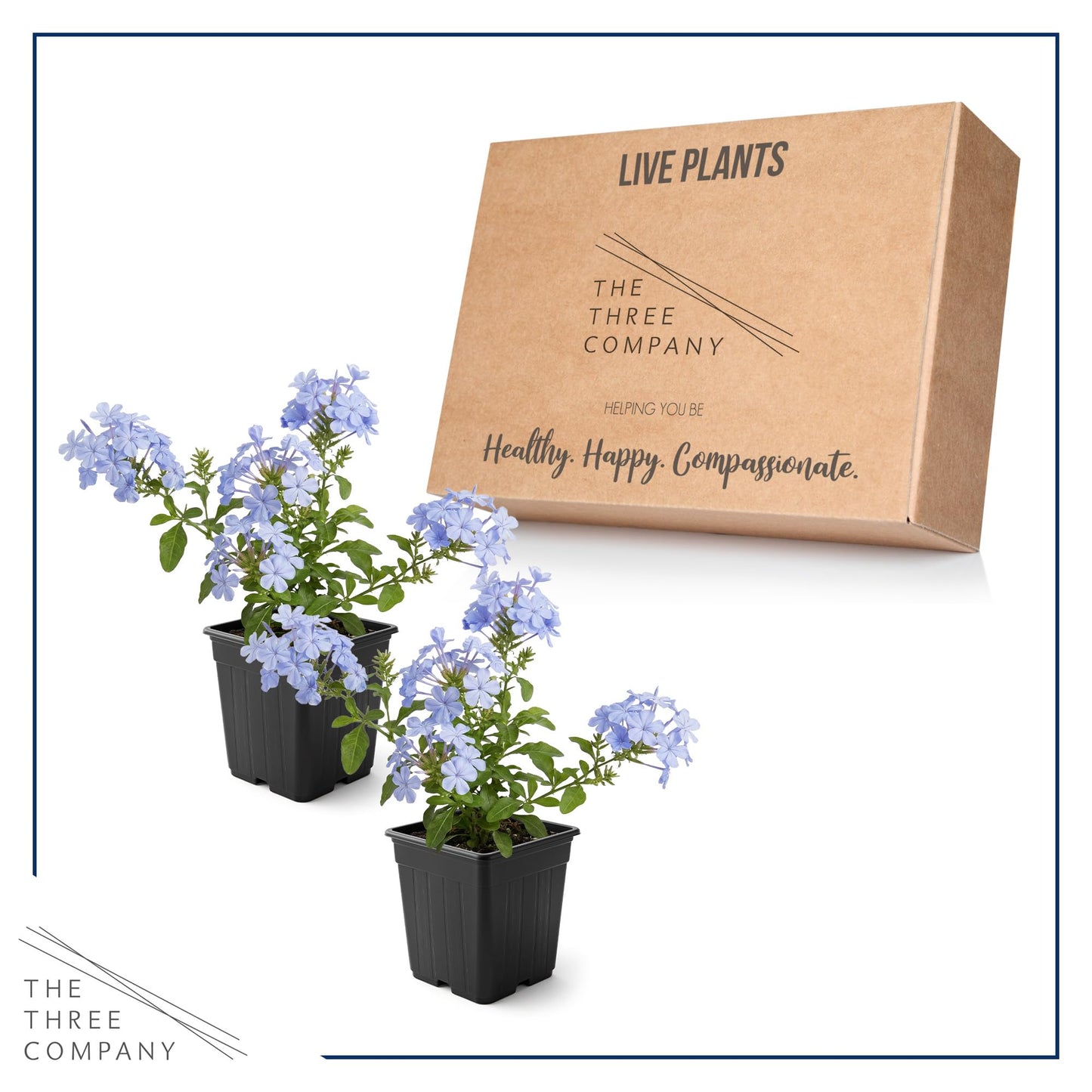Live Hardy Plumbago 2-Pack – Blue Flowers – Sun Groundcover Perennial, Late Summer Color, 10” Tall, 1 Qt Pot