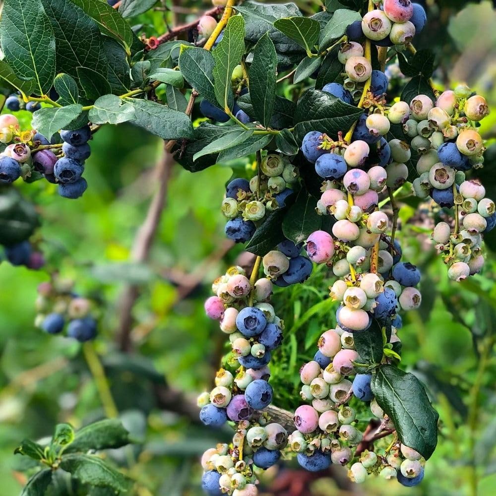 Blue Highbush Blueberry Live Plant, 4 Inches Pot, Sweet Blueberry Fruit Bush Live Plant for Planting in Garden, Spring Plant