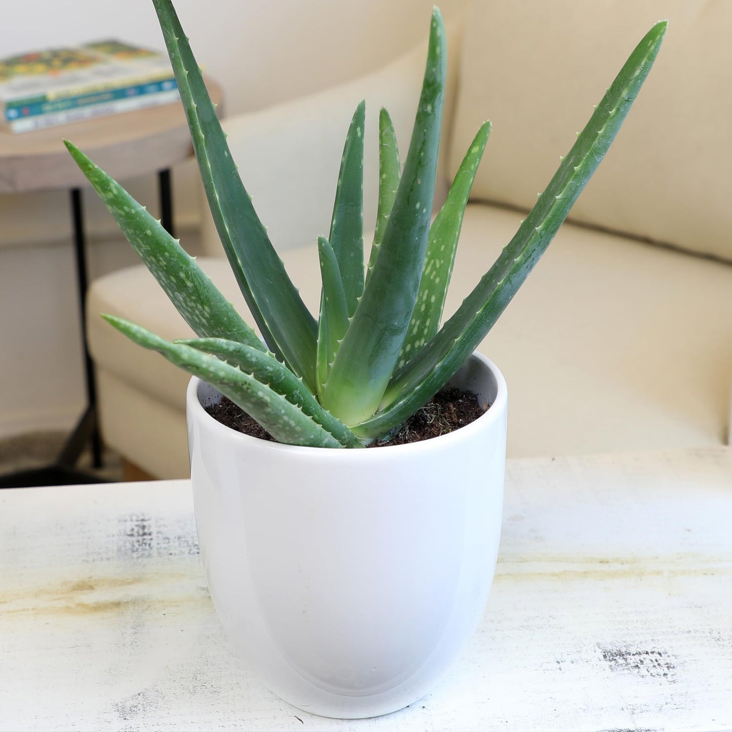 Aloe Vera Plant Live Succulent Plants (3 Pack), Live Aloe Vera Plant Succulents, Live Aloe Plant in Aloe Plant Pot, Aloe Plants Live Indoor Plants, Succulents Live House Plants by Plants for Pets