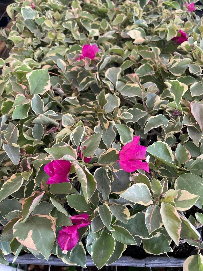 Live Plant - Claret Red Bougainvillea Small Well Rooted Starter Plant