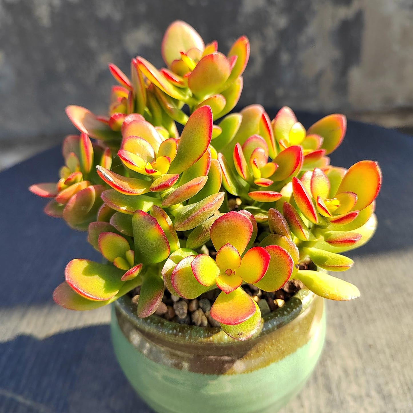 Sprout N Green Dwarf Jade with White Stripe Pot, Live Crassula Ovata Crosby's Compact, Rare Cute Succulent Plant in 4" Planter, Home Office Décor