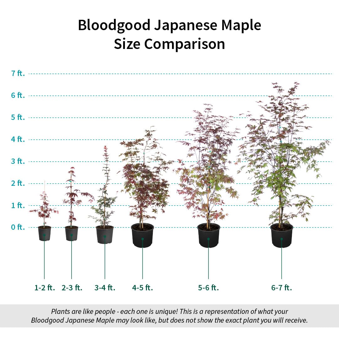 Brighter Blooms - Bloodgood Japanese Maple Tree, 4-5 ft. - No Shipping to AK, AZ, HI