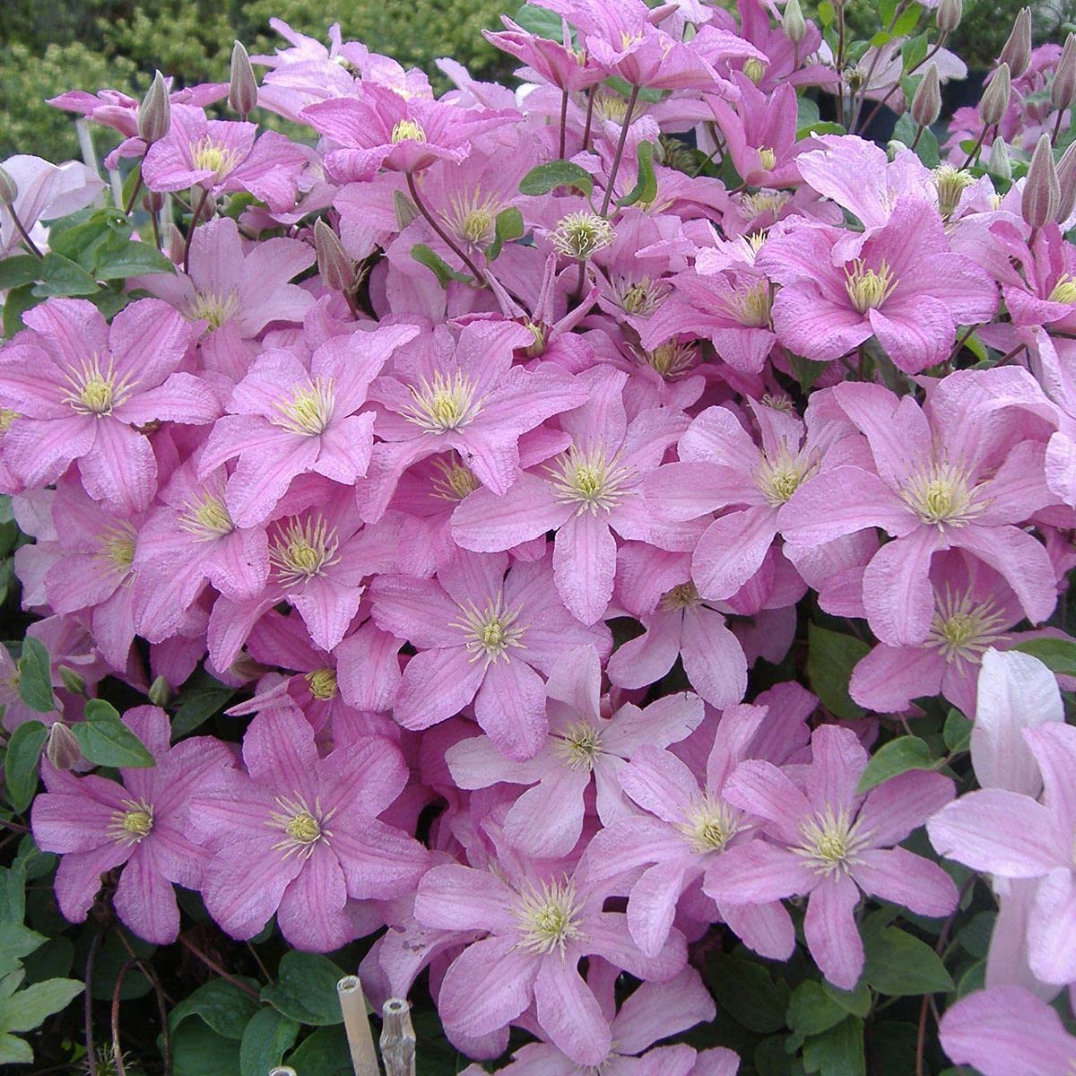 Clematis Comtesse de Bouchard - Live Plant in a 4 Inch Growers Pot - Clematis 'Comtesse de Bouchard' - Starter Plants Ready for The Garden - Beautiful Pink Bloom Flowering Vine