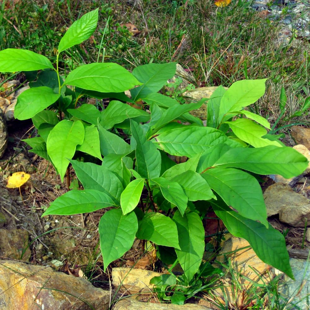 Pack 2 Paw Paw Trees Live Plants, Potted Pawpaw Seedling Plants, 1 Year Old Well Rooted, Common Pawpaw Asimina Triloba, No Leaf in Winter