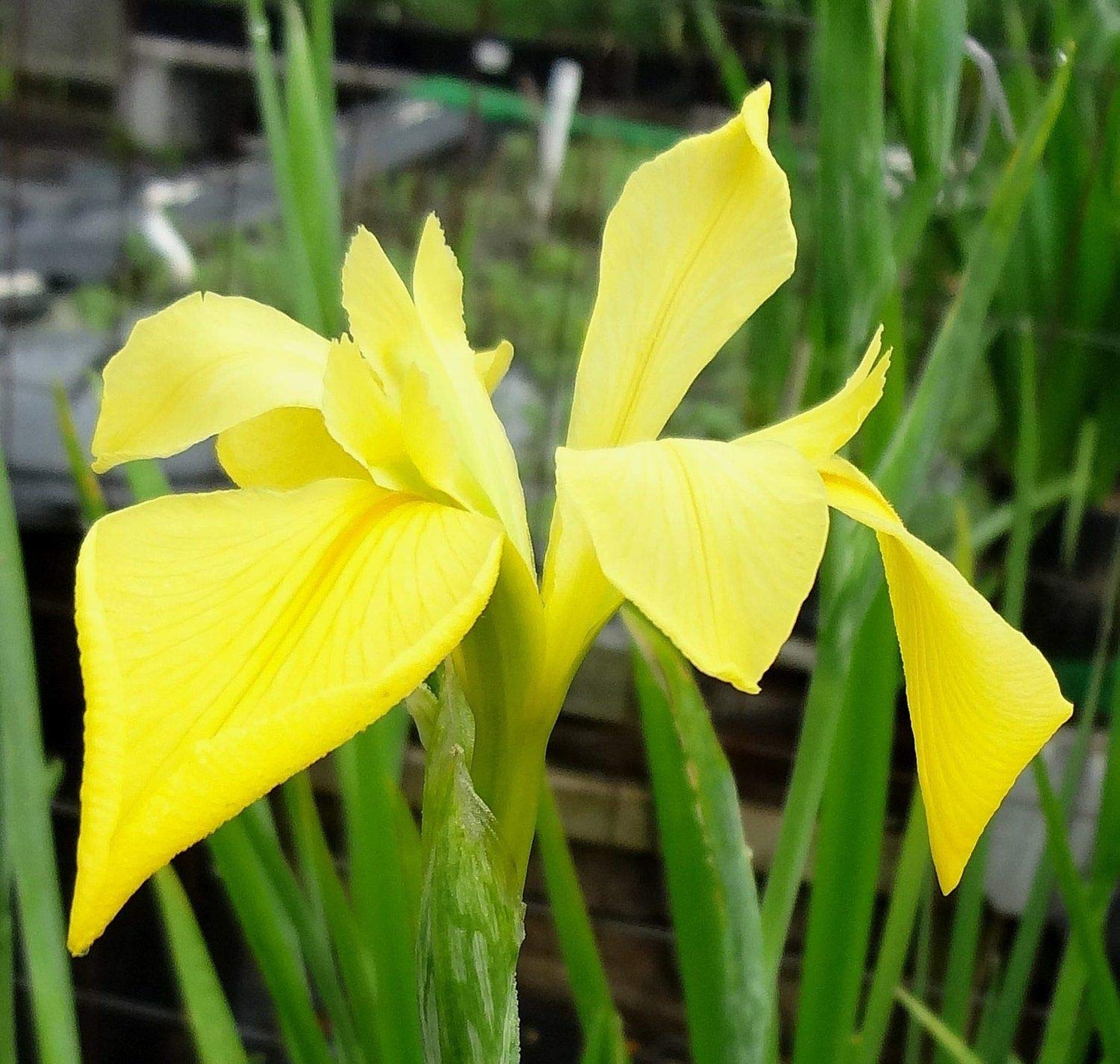 Louisiana Iris Bog Plant - Dixie Deb - Yellow Marginal Pond Plant from AquaLeaf Aquatics