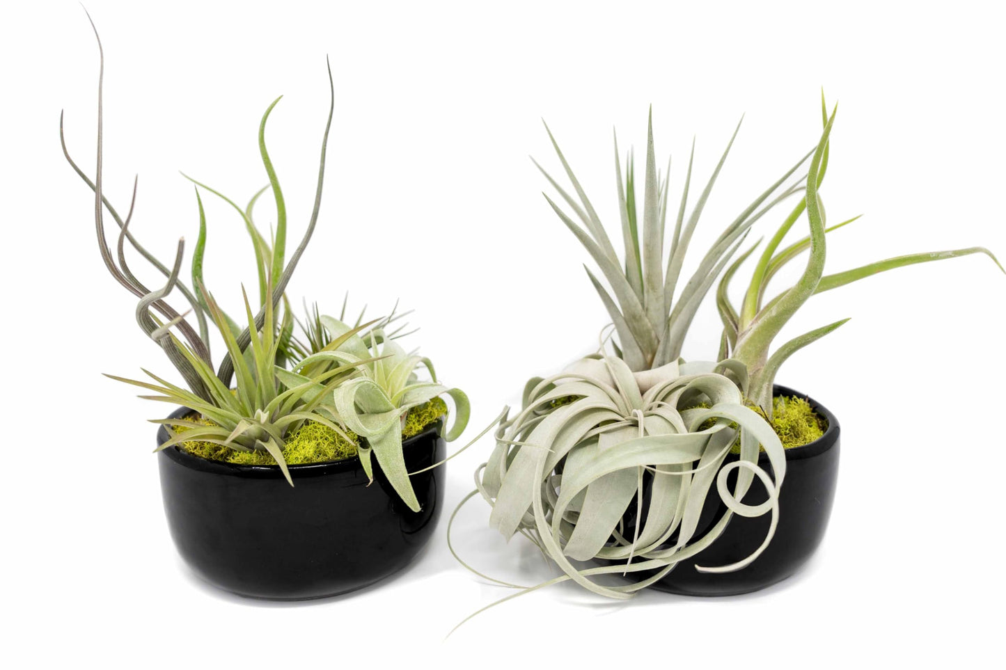 Air Plant Shop Large Assembled Air Plant Bowl Garden - Wholesale and Bulk - Succulents - Live Tillandsia - Easy Care Indoor and Outdoor House Plants (1 Xerographica and 2 Large Air Plants)