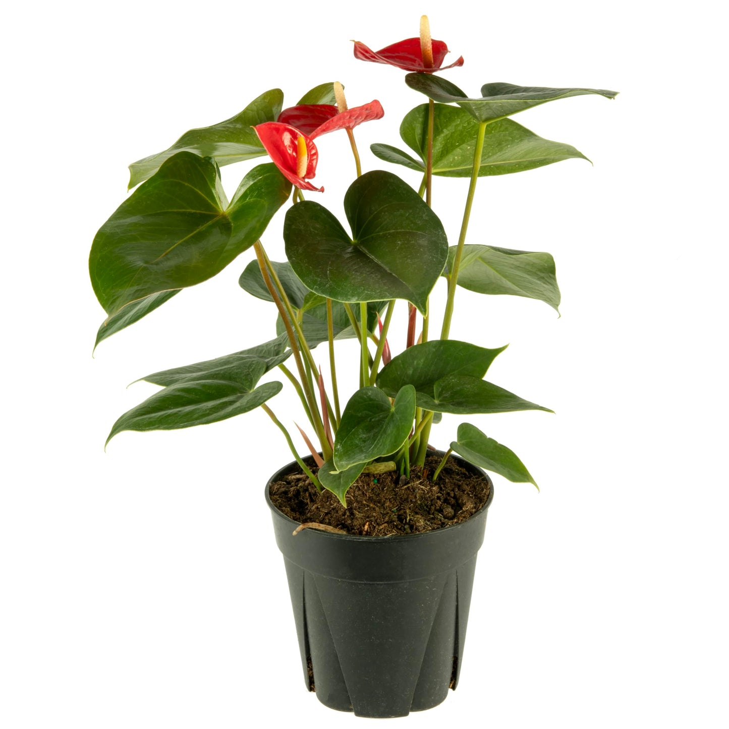 American Plant Exchange Live Anthurium with Red Blooms, Flamingo Flower, Laceleaf, Plant Pot for Home and Garden Decor, 6" Pot