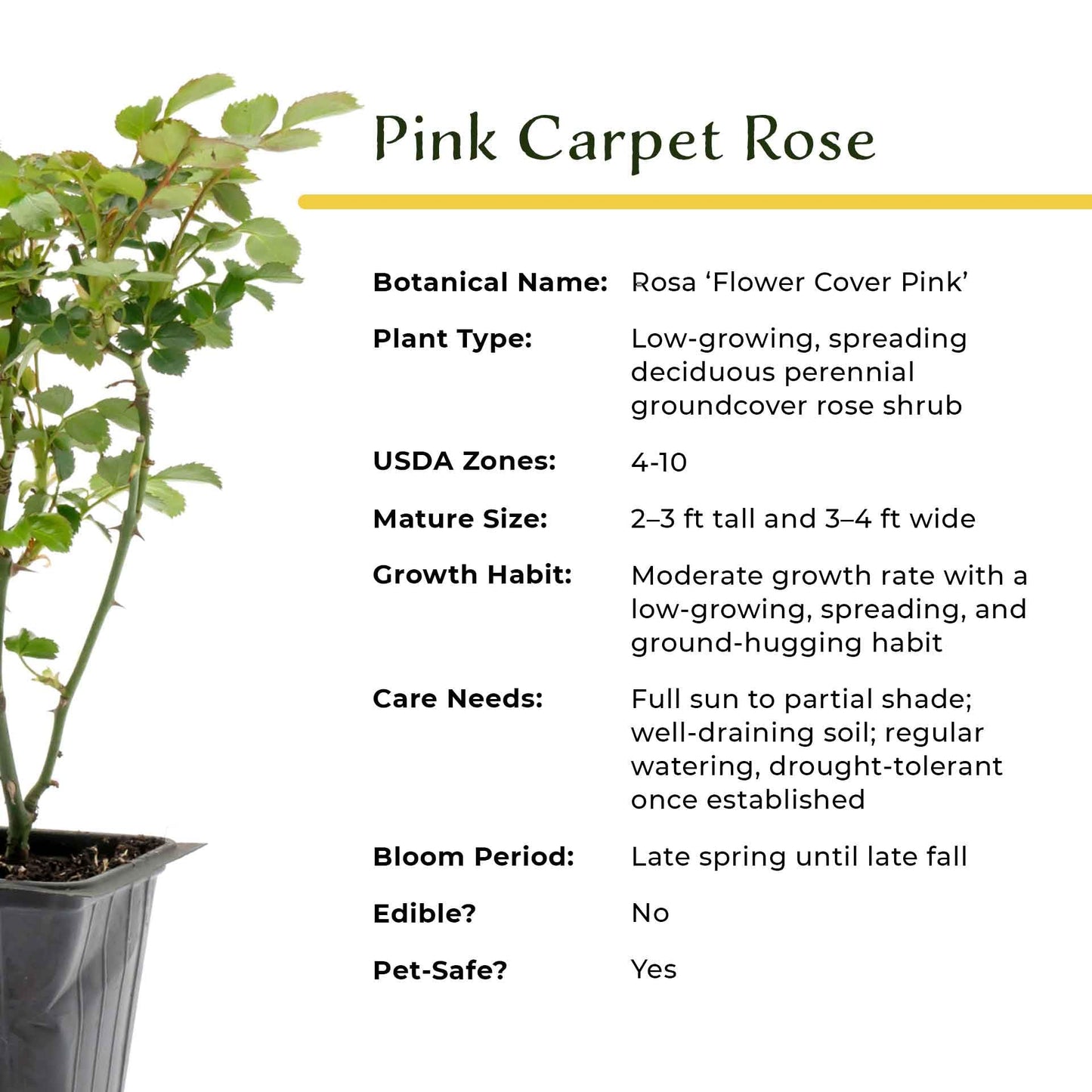 2 Pink Carpet Rose in 3.5” Nursery Cubes (Rosa ‘Flower Cover Pink’) | Low-Growing Groundcover Rose Shrub for Borders, Containers, and Mass Plantings | Ready-to-Plant Live Starter Plants