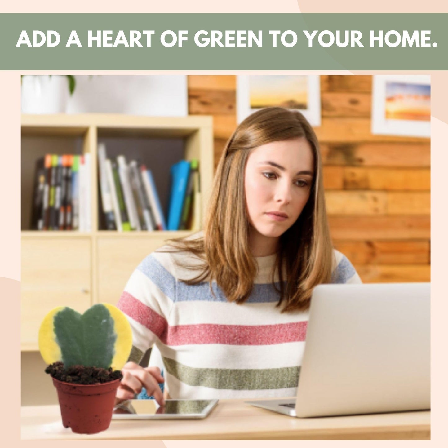 Hoya Heart Variegated Kerri Live Plant in 2-Inch Pot - Rare Heart Succulent, Easy to Care Air-Purifying Houseplant for Home, Office, Wedding Décor, and Birthday Gifts (Heat Pack Included)