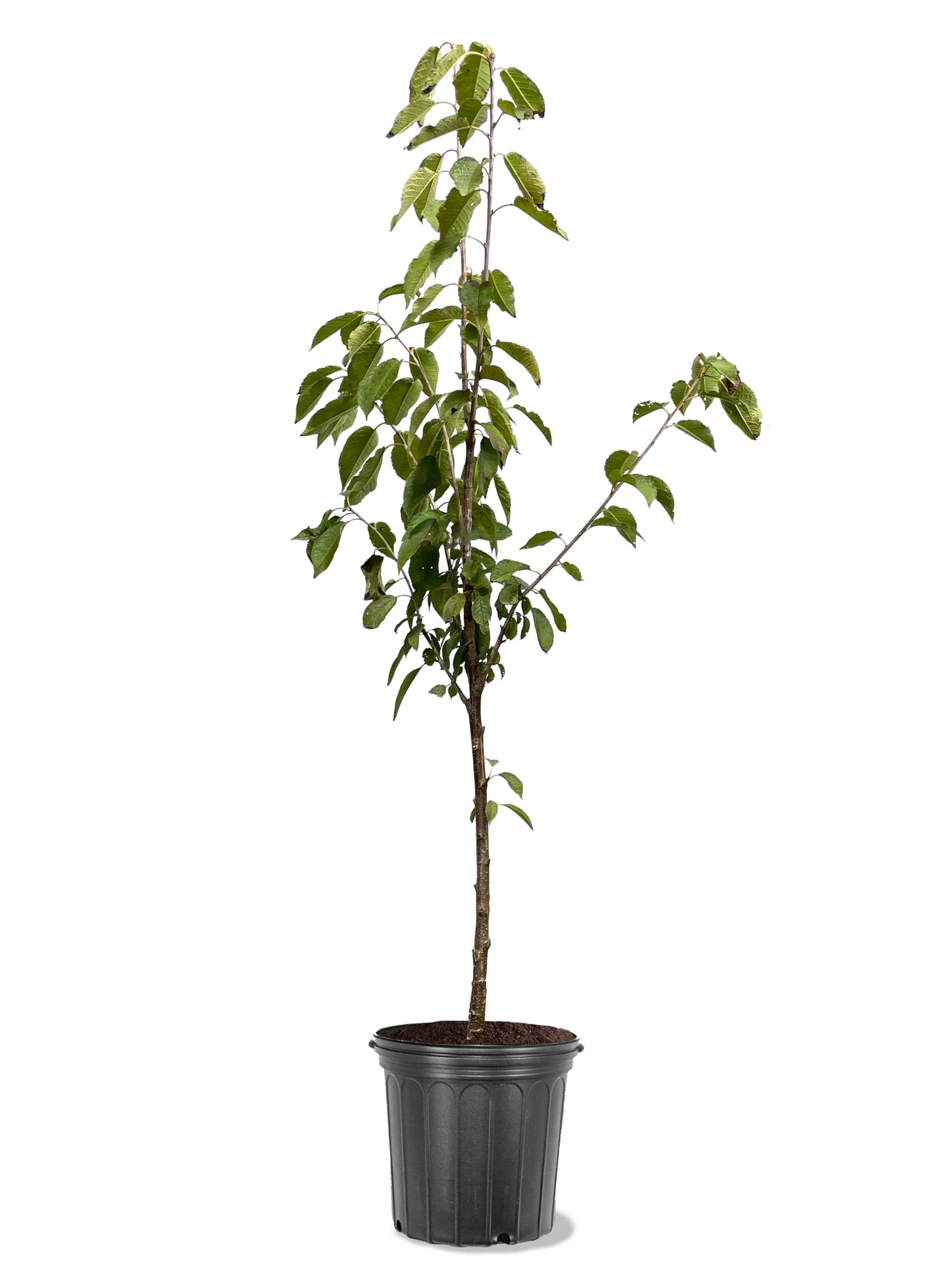 American Plant Exchange Cherry Tree 'Van Sweet' Semi-Dwarf – Live Fruit-Bearing Plant, 5-Gallon Pot, Cold Hardy, Sweet Edible Cherries for Outdoor Orchards and Landscapes