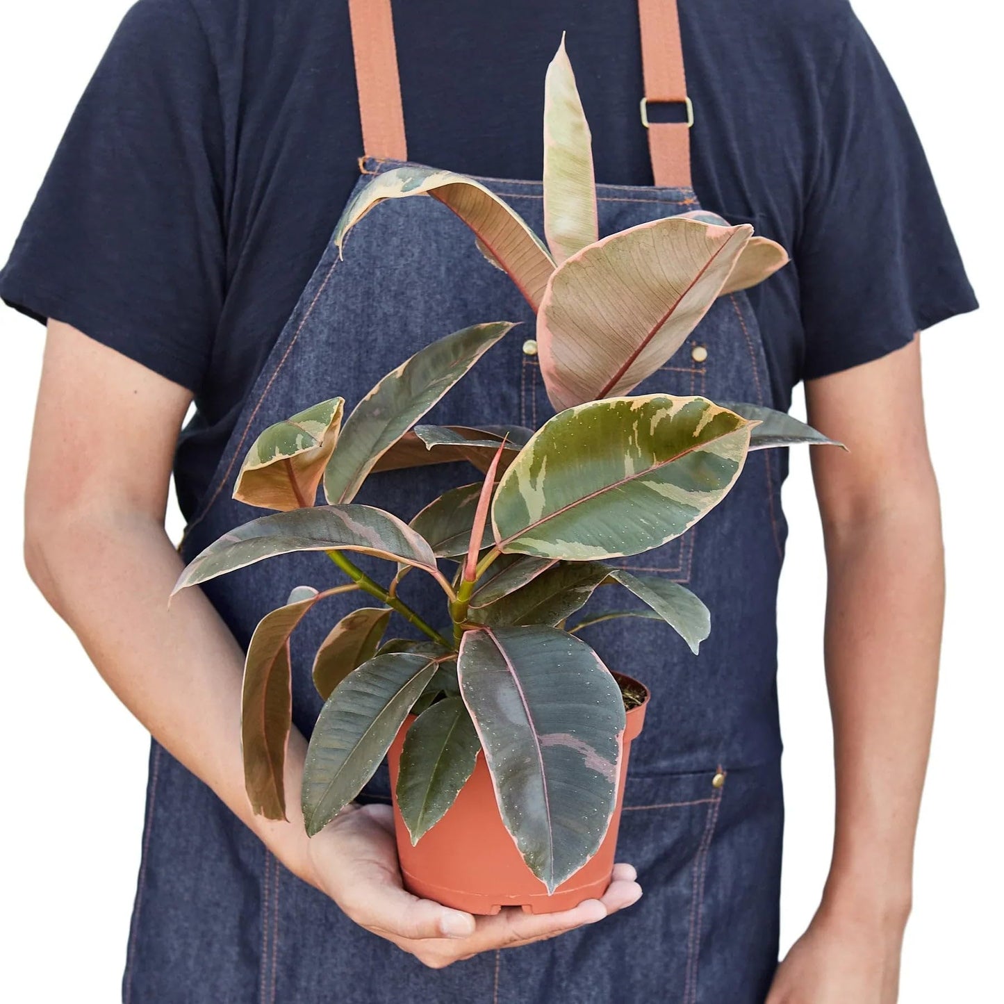 Ficus Elastica 'Ruby Pink' | Live Plant for Indoor & Outdoor | for Living Room, Office, Bathroom | (4" Pot)