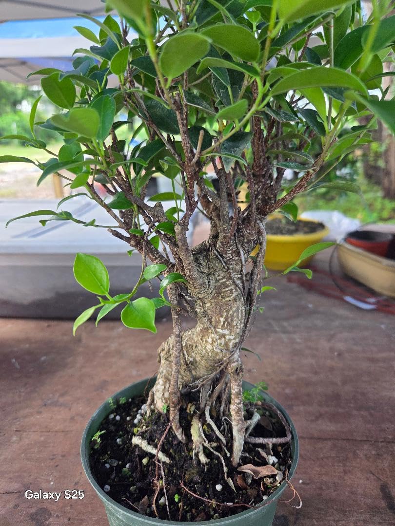 Ficus Retusa Indoor Bonsai Tree, 16 Inches, Live Plant in Training Pot, Partial to Full Sun