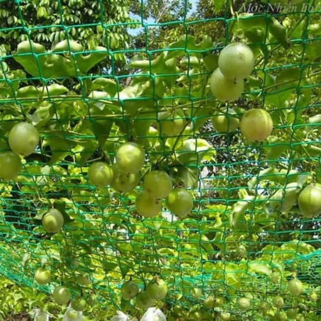 Yellow Passion Fruit Tree Live Plant, Yellow Passionfruit Vine Starter Plant from 5 Inc Tall, Passion Fruit Plant Live