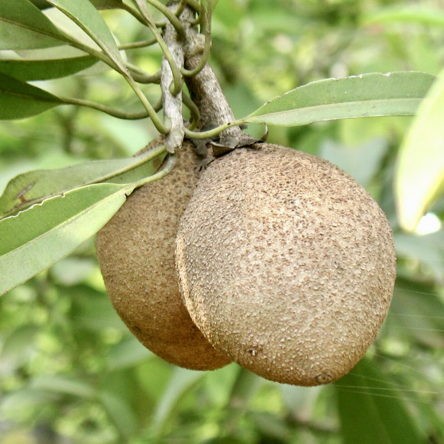 Chico Sapote Tree (Manilkara zapota) – Sapodilla Live Tropical Fruit Plant 1–2 ft Tall TropicalPlantae