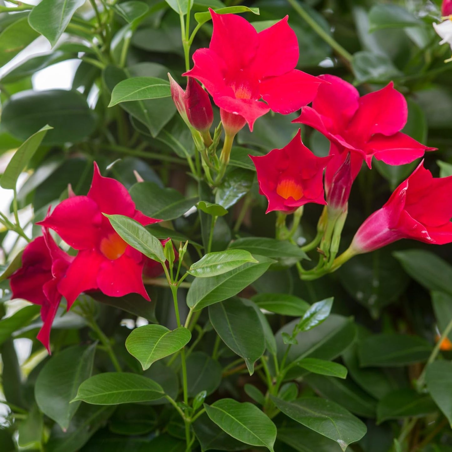 2 Red Mandevilla Plants Live, Mandevilla Vine Plants Well Rooted 4-7" Tall, Mandevilla Flowers