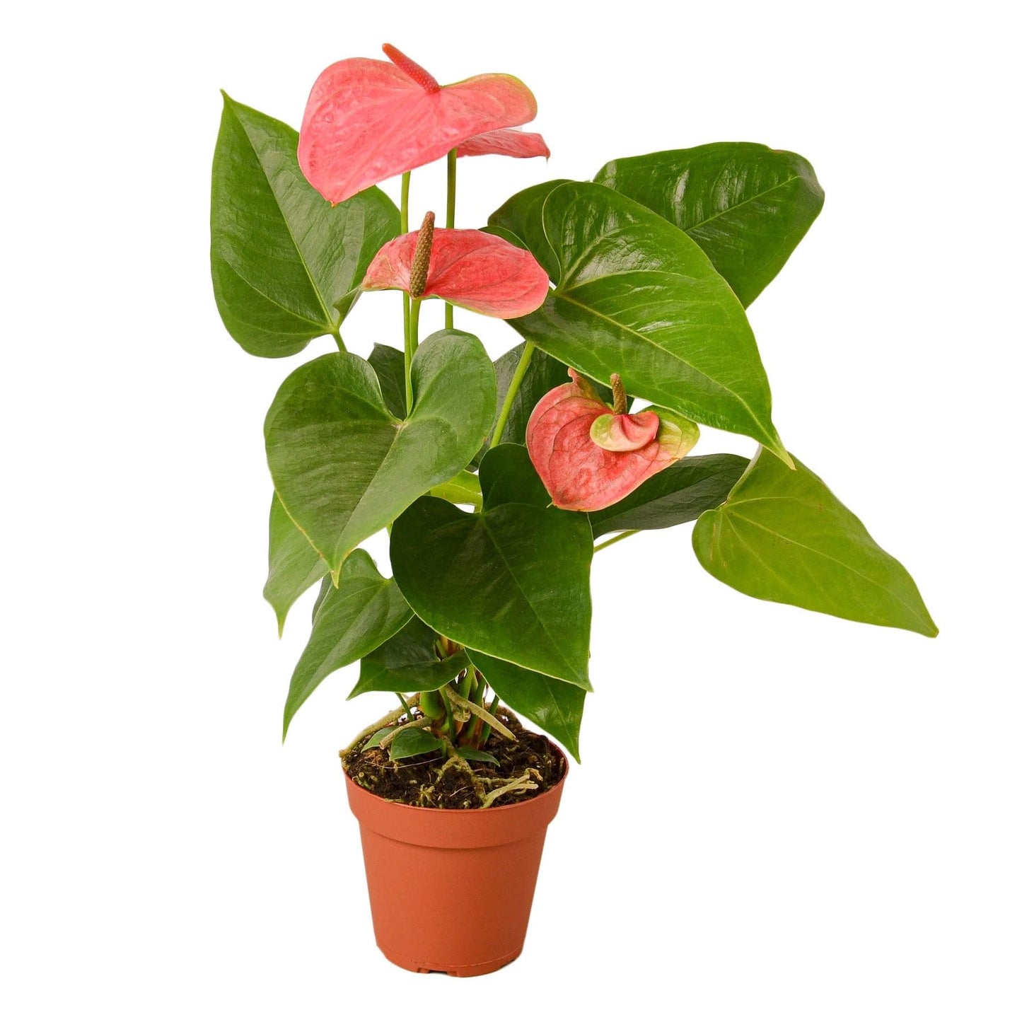 Anthurium 'Pink' - in 4in Pot - Live Plants Tropical Houseplants | Variegated | USA Growers | The Snobby Leaf