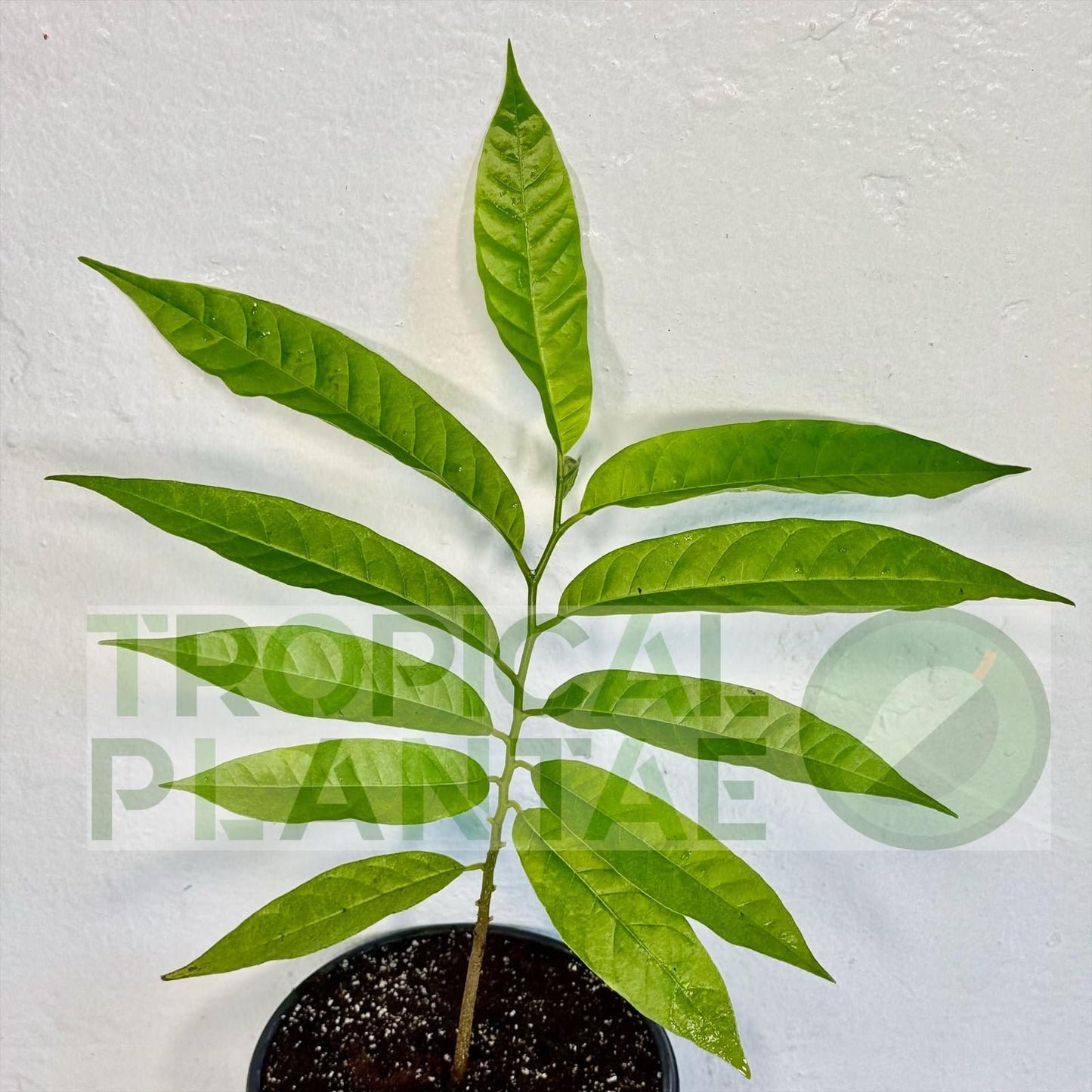Sugar Apple Live Fruit Tree 10”-20” Tropical Plantae