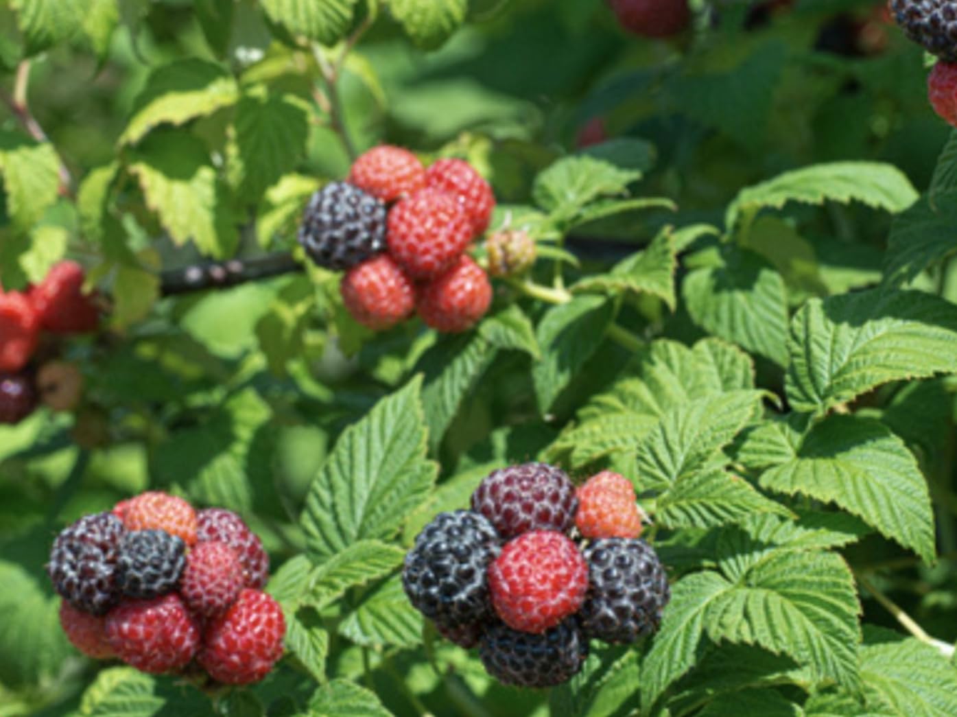 'Tahi' Black Raspberry Plant - Thornless Black Raspberry Plants - Live Plants (1)