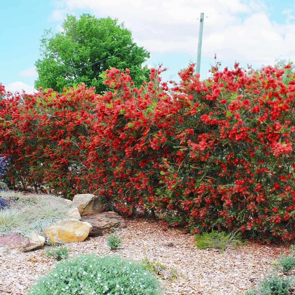 Live Plant - Red Cluster Bottlebrush Callistemon Citrinus-Small Rooted Starter Plant