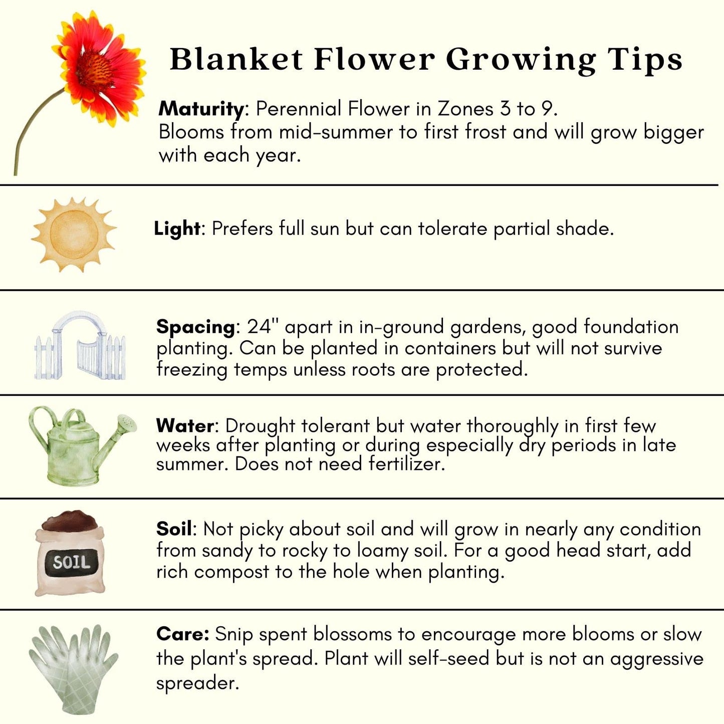 Clovers Garden Blanket Flower (Gaillardia) Arizona Sun Plants – Two (2) Live Plants – Non-GMO - Not Seeds - Each 4" to 8" Tall – in 4" Inch Pots – Hardy Flowering Perennial, Pollinator Favorite