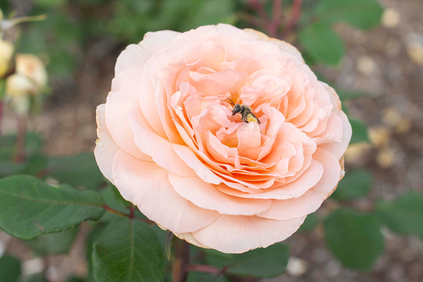 Rose Bliss Parfuma - Live Bliss Parfuma Summer Blooming Rose Plant for Gardens and Floral Arrangements - Peach Blooming Flower Grows Upto 2-3' x 3' - Garden Roses w/Mild Fragrance (2 Bareroot)