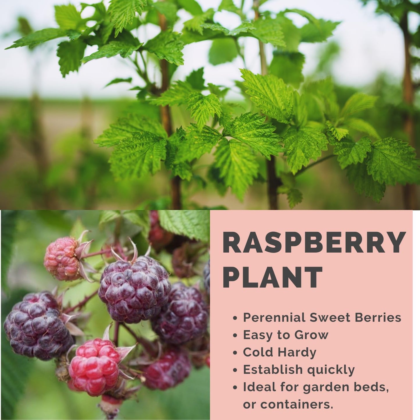 Set 2 Glencoe Raspberry Plants Live for Planting, 4-8 Inch Tall, Sweet Fruits, Thornless Raspberry Bushes Live Plant for Home Garden