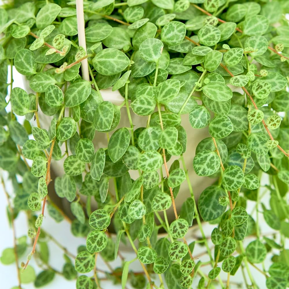 String of Turtles Plant Live in 3" Pot, Peperomia Trailing Houseplant, Green Leaves for Indoor Growing