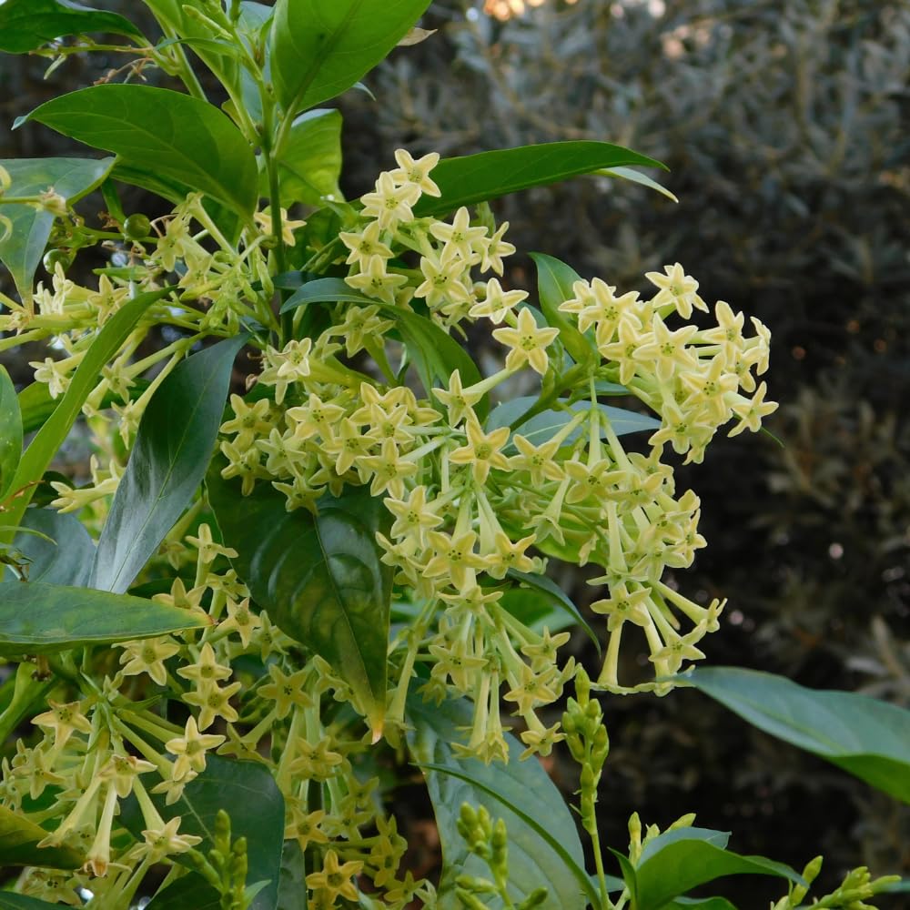 2 Jasmine Plants Live, Fragrant White Jasmine Live Plants, Fast Growing Flower Plants for Outdoor Garden, 5-7'' (Night Blooming Jasmine)