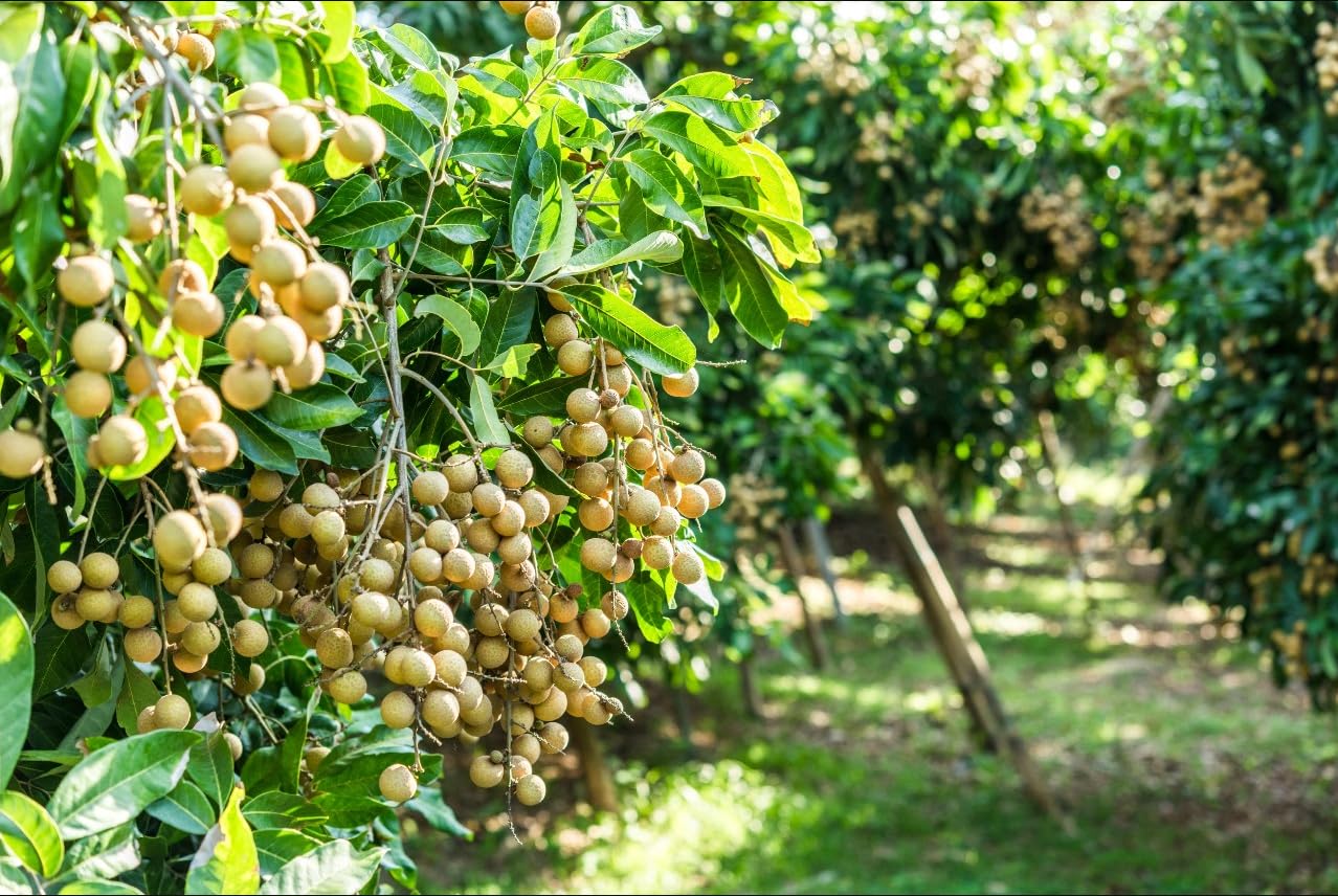 Kohala Longan Tree, Plant Live for Planting, Airlayered Longan Tree, Sweet Longan, Tropical Fruit Plant, 3 Gallon Pot, 3 to 4 Feet Tall, Can't Ship to CA