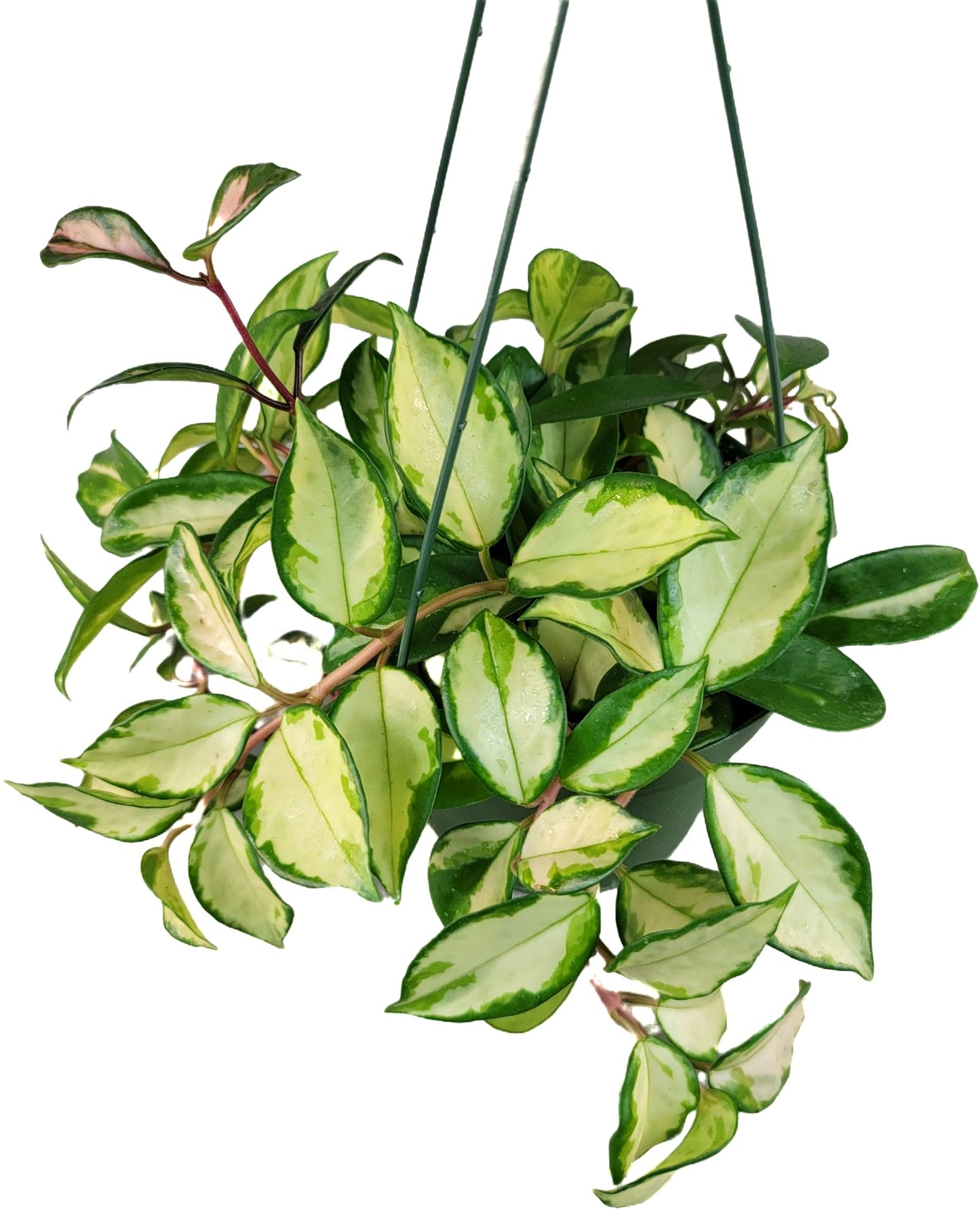 Hoya Krimson Princess, Hoya Carnosa Vareiagata, Live Hoya Plant, Live Arriaval Guarantee! (4" Pot with 2 or More Plants)