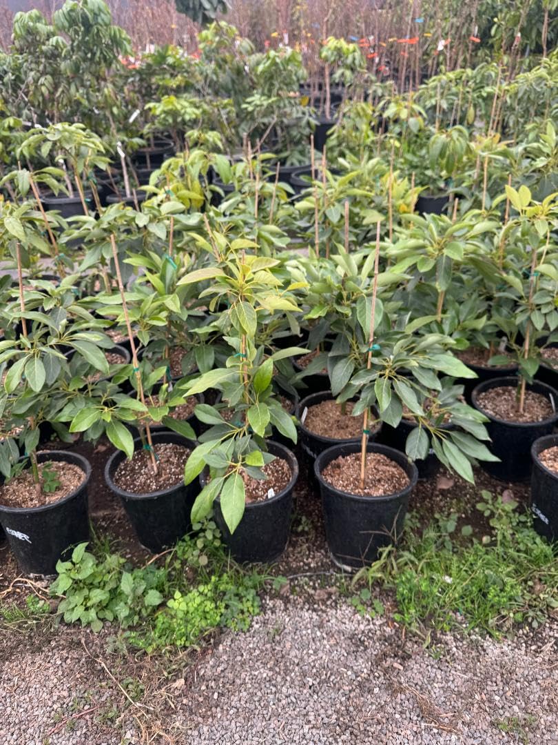 9EzTropical - Little Cado Avocado Grafted Tree 3 to 4 Feet Tall - Ship in 3 Gal Pot