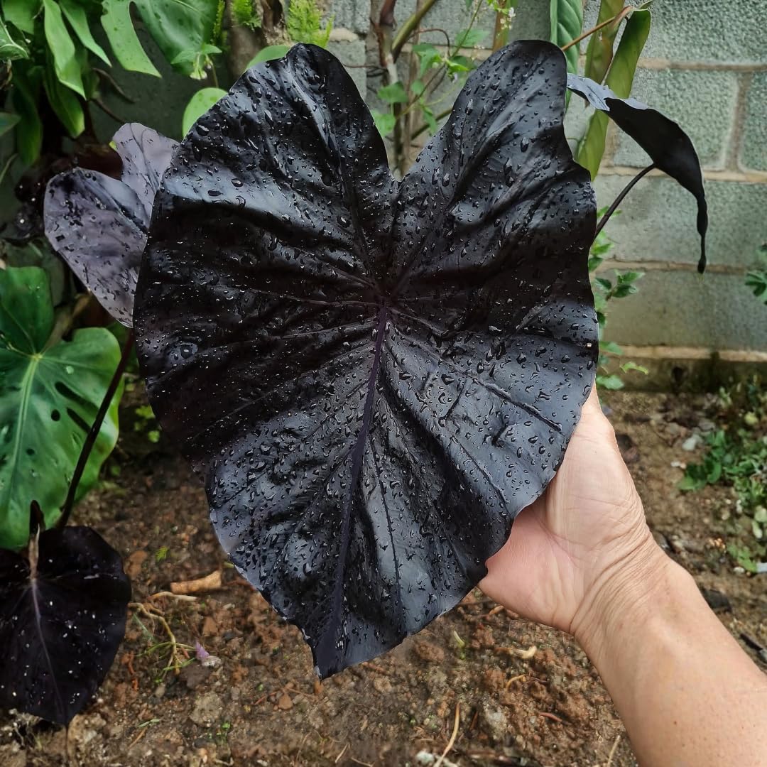 2 Black Coral Alocasia Plants Live Houseplant for Indoor Outdoor Growing, 4 to 8 Inches Tall, Rare and Hardy