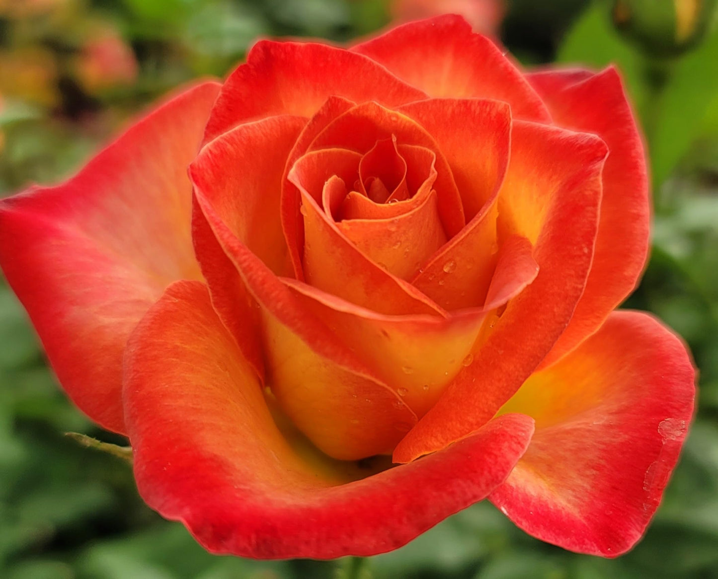 Ma Cherie Roses, Perfect Moment Rose Bush, Rose Bushes Ready to Plant, 2 Quart Pot, Live Plants Outdoor, Plant Gifts, Roses, Perennial Plants, Outdoor Plants Live