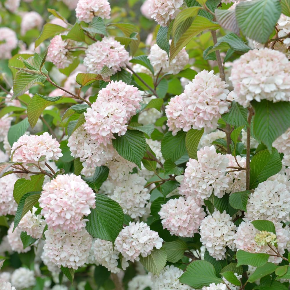 Dormant Old Fashion Snowball Viburnum Plant, White Hardy Viburnum Shrub for Gardens and Landscapes, Ready to Grow Bush 4'' Pot