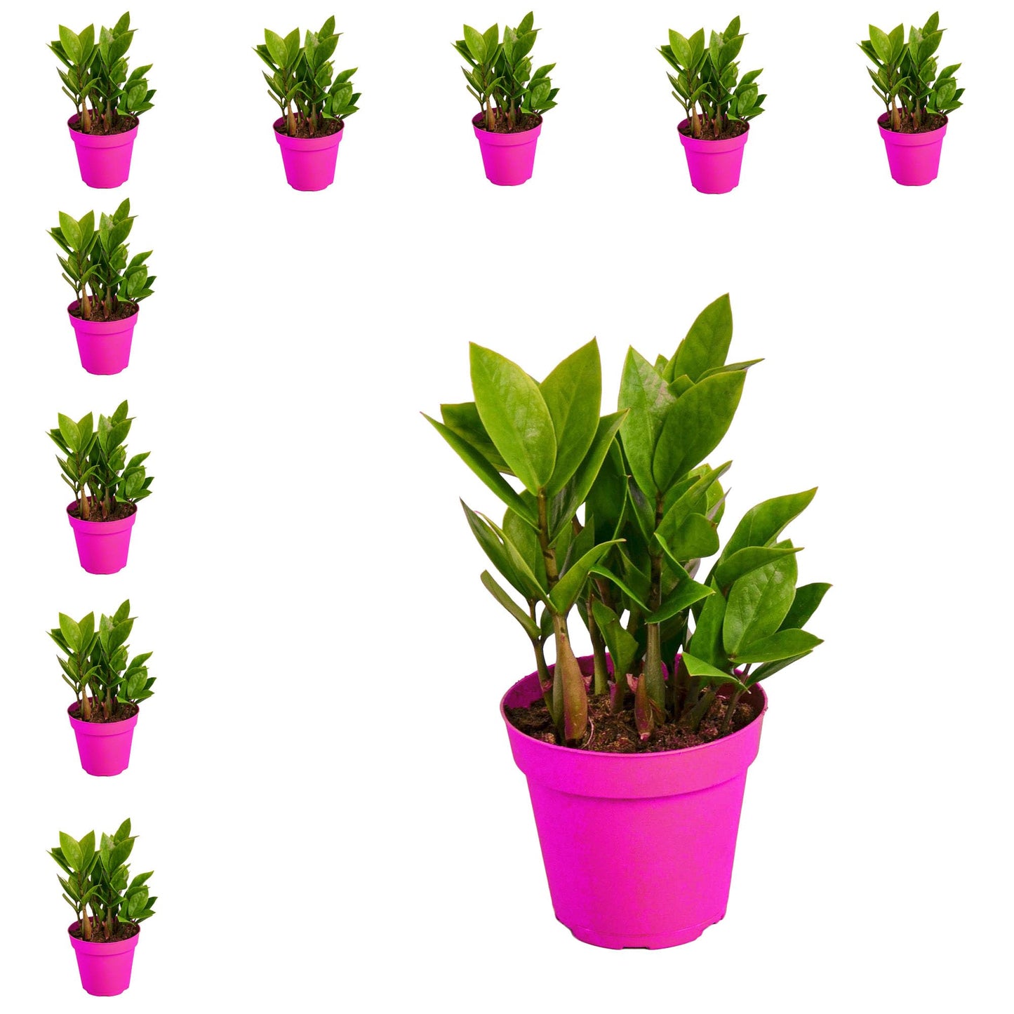 10 Pack Zamioculcas Zamiifolia ZZ in 4in Pot - Live Plants Tropical Houseplants | Variegated | USA Growers | The Snobby Leaf