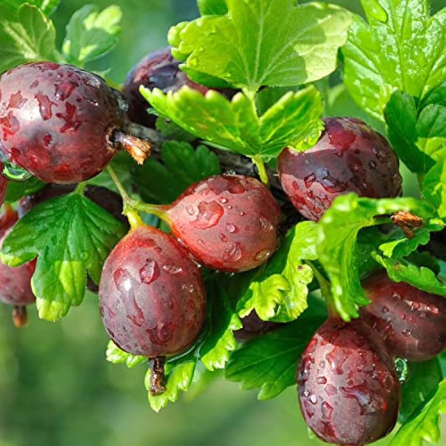 Jeanne Gooseberry Bush Live Plant Well Rooted, Berry Plant Live for Planting, 5-9" Tall