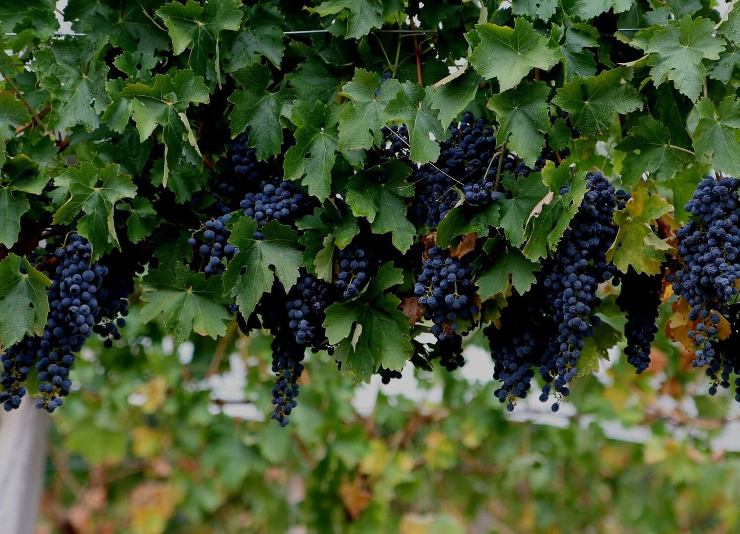 Votaniki Concord Seedless Grape Bare Root Plant - Sweet, Juicy, and Easy to Grow | Seedless Grape Bare-Root for Planting (1 Pack)