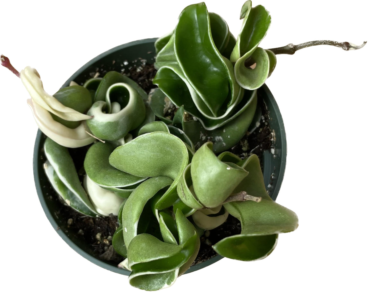 Hoya Plants 4 Live Houseplants in 4" Pots - Variety Assortment 4 Pack Hoya Plants - Pet Friendly Plants - Air Purifying Plants - CA Seller (Pack of 4 Hoya Plants)