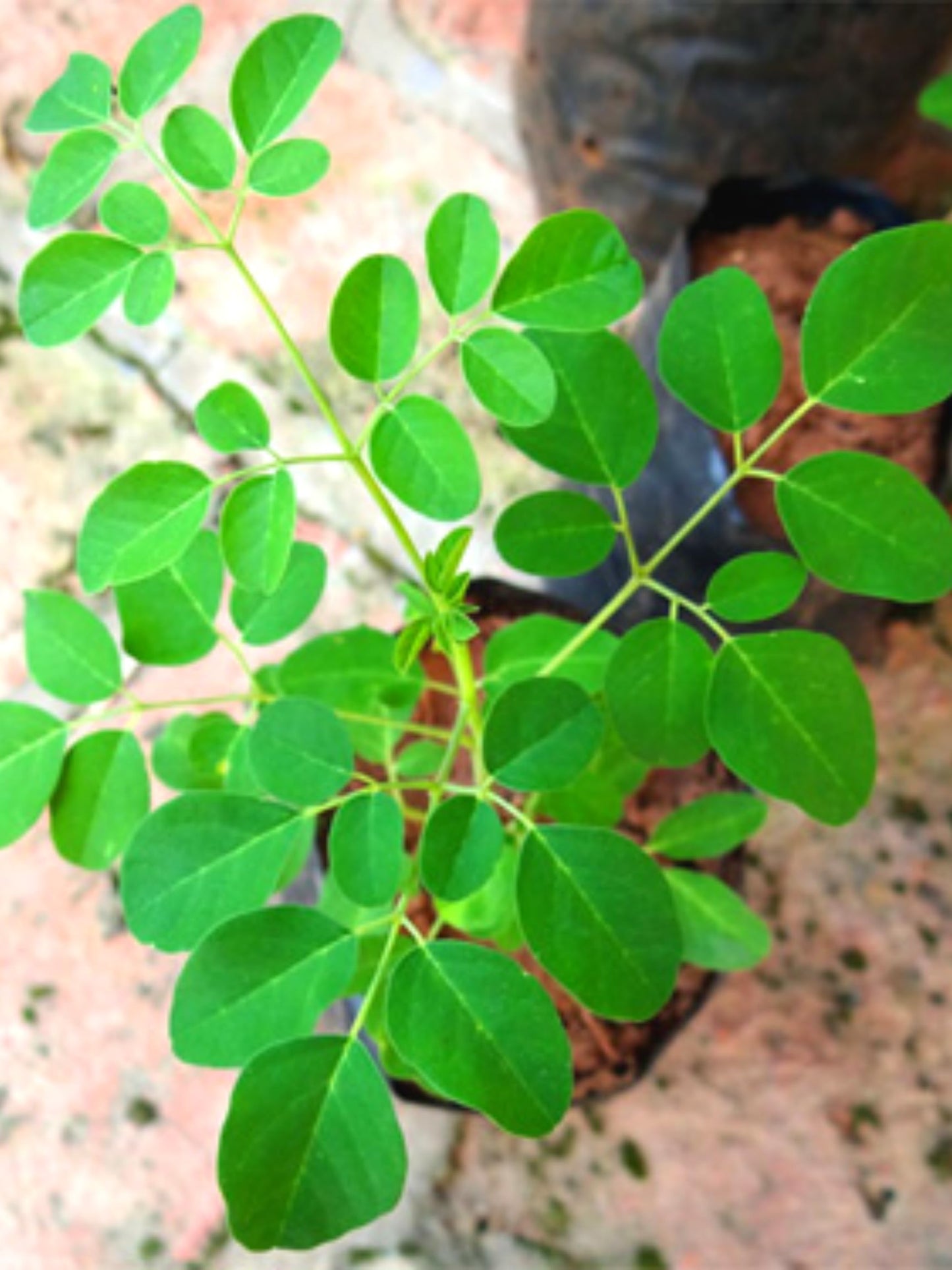 Drumstick Horseradish Moringa Oleifera Plants Live Tree in 4 Inc Pot, Herb Malunggay 6 to 8 Inc Tall Deciduous Planting Outdoor