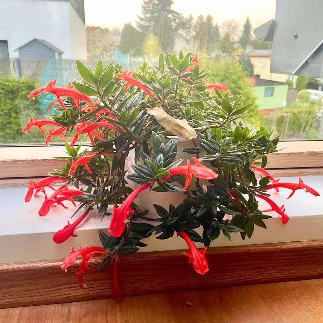 2 Packs Goldfish Plant Live Indoor Houseplant | Tropical Foliage Plant | 4-6 Inch Well Rooted Starter