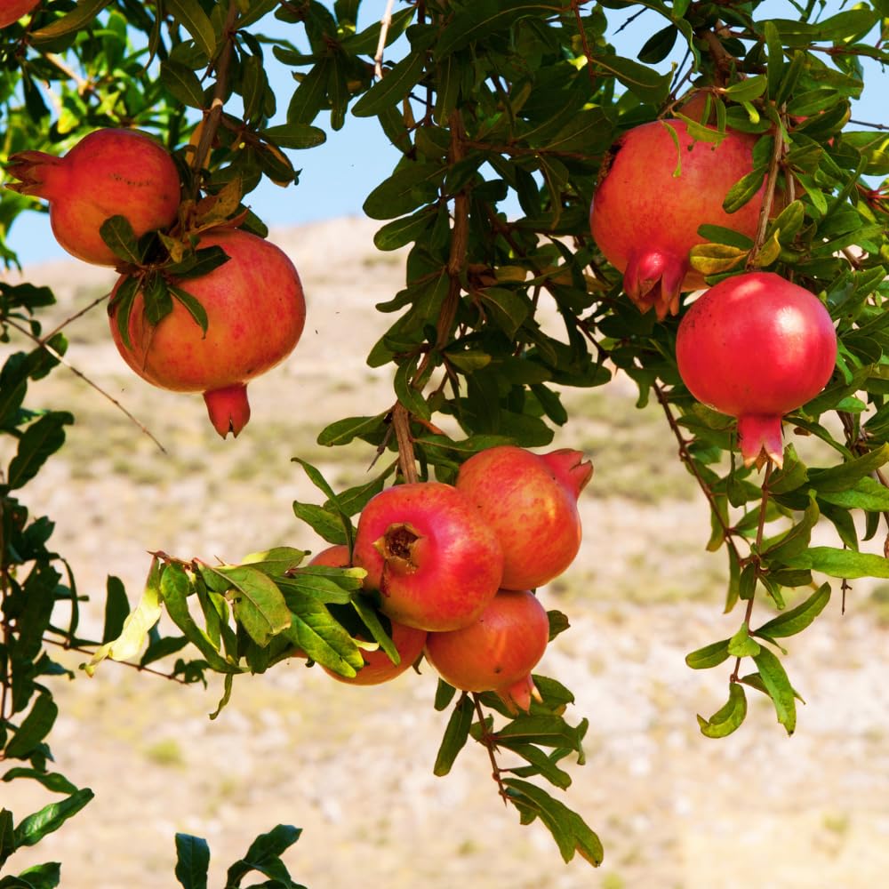Sweet Pomegranate Live Plant, Pomegranate Tree in 3 Gallon Pot, Red Fruit Tree from 2-3 Feet Tall for Home Garden, No Ship to CA