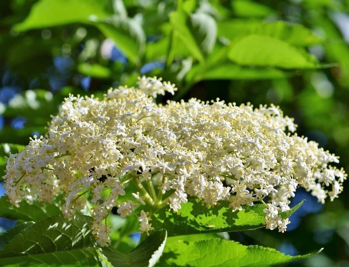 Votaniki Adams Elderberry 1 Gallon Plant 2 Years Old - High Yielding, Perennial Adams Elderberry Plant Ready for Planting - Low Maintenance and Easy to Grow (2 Pack)
