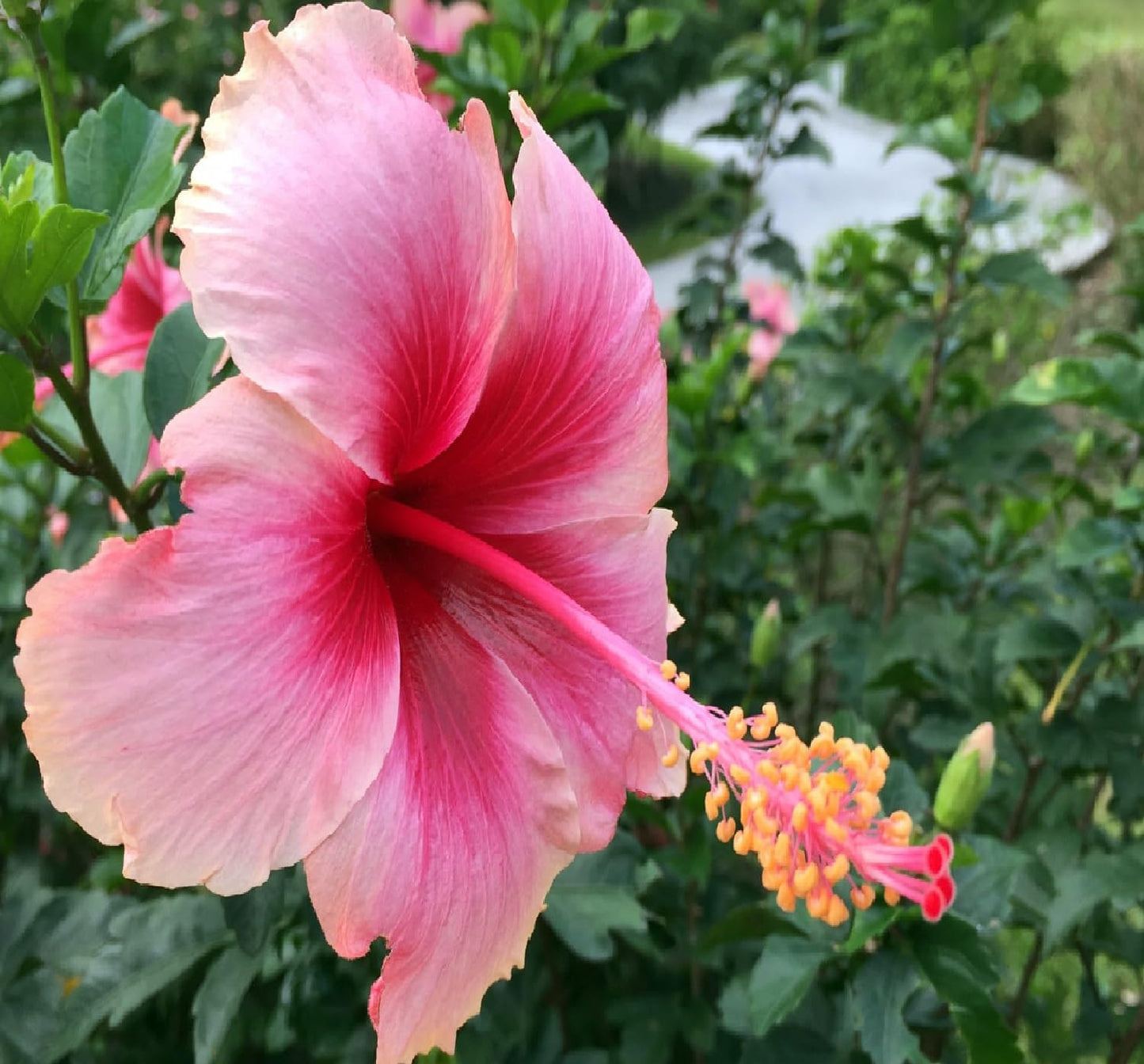 Hawaiian Pink Hibiscus Plant Cutting Live - Tropical Flowering Shrub 1-3 Inch, Easy Care Hardy Perennial 8-12 Feet, Big Island Grown Extended Bloom