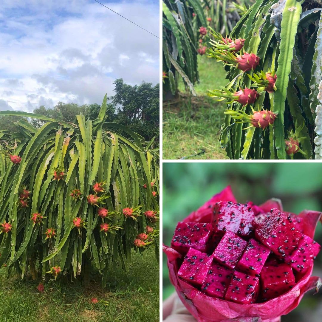 Live Red Dragon Fruit Plant 1-2 Feet Tall, Red Dragon Fruit Live Plant, Fruit Tree for Planting Outdoor