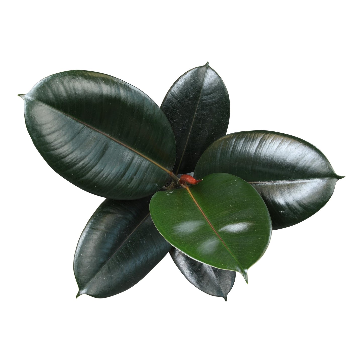 Burgundy Ficus Live Tree (Approx. 16" Tall) in 6 Inch Pot, Air Purifying Rubber Plant Decor, Easy Houseplants for Beginners by Plants for Pets