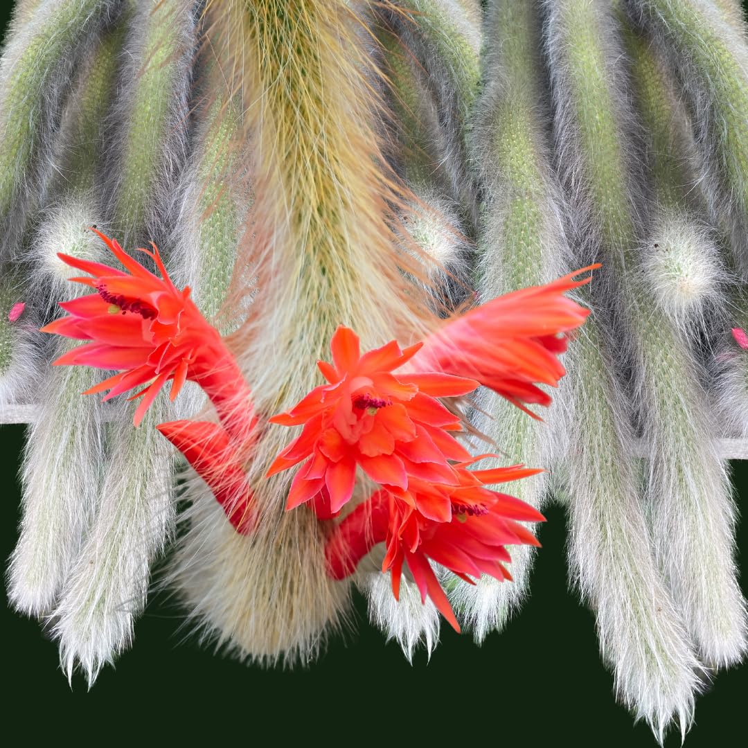 Trailing Monkey Tail Cactus Plant Live for House Plant, Live Succulents Plant for Planting Indoor Oudoor, 6 to 8 Inches Tall, No Pot