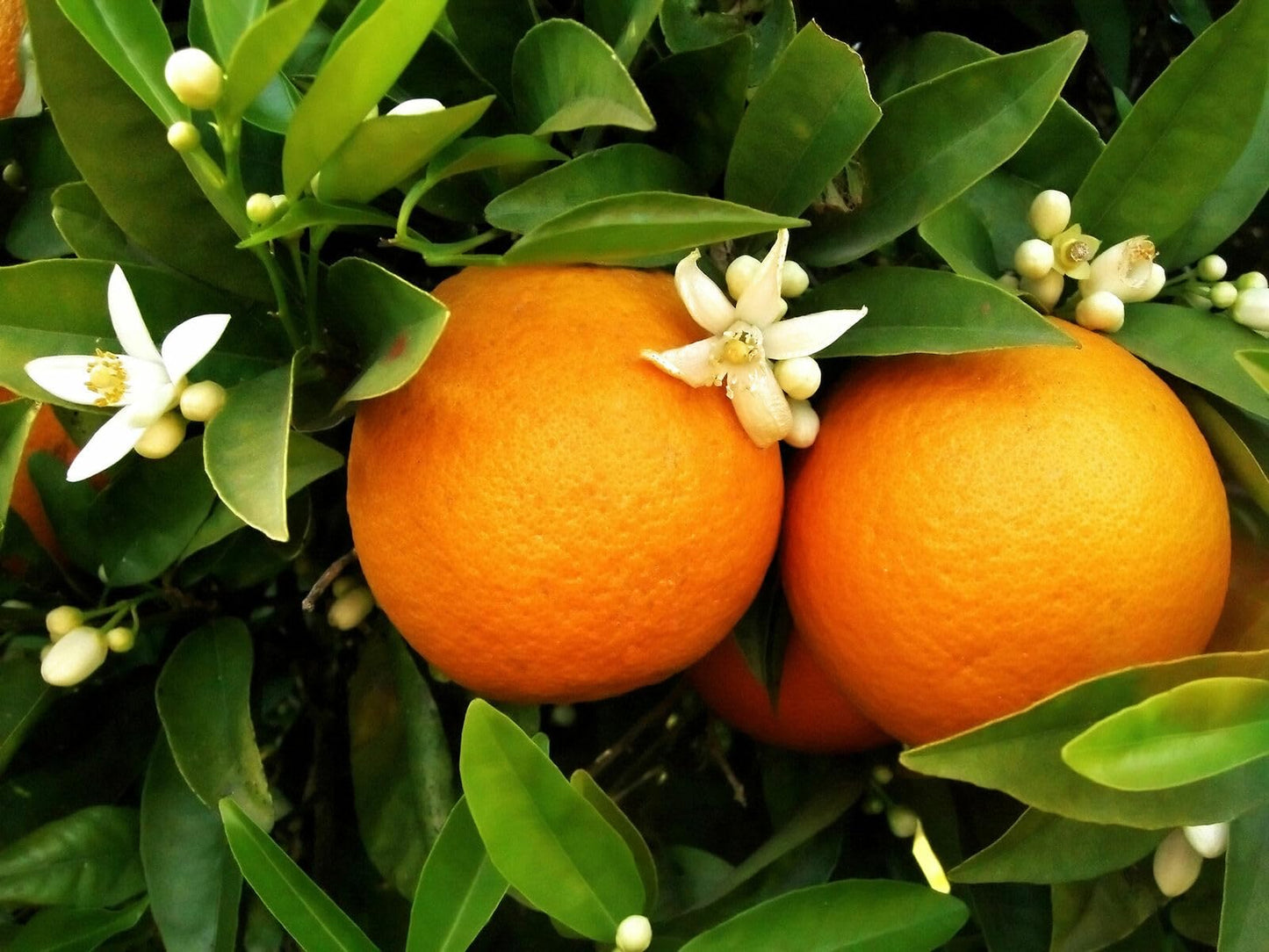 Live Plant - Washington Navel Orange Tree - Semi-Dwarf - 18-36" Tall - Live Citrus Plant