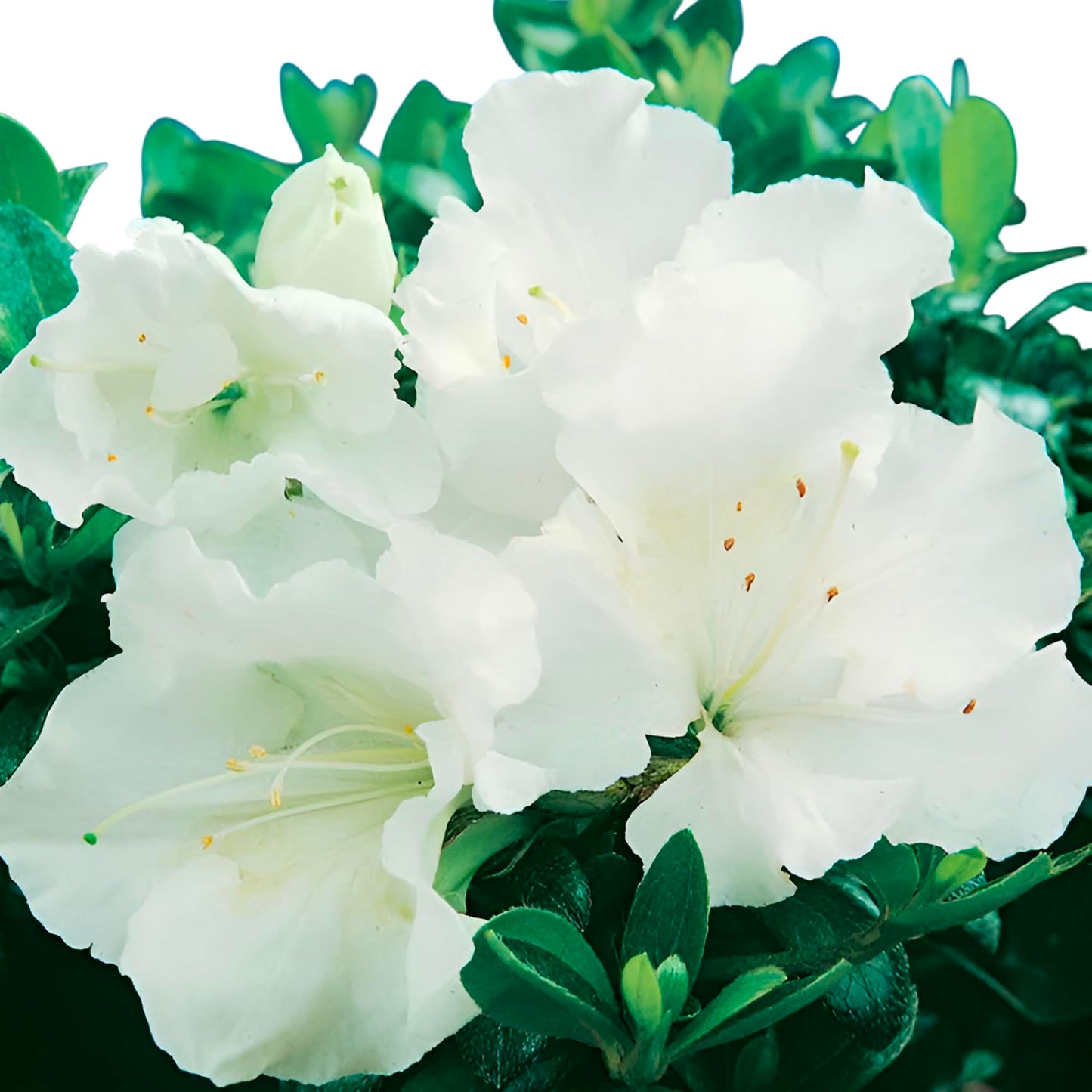 Gumpo White Miniature Dwarf Azalea – Compact Evergreen Shrub with Pure White Blooms | Low-Growing Azalea for Borders, Containers & Rock Gardens (3 Gallon/Potted/Single Plant)