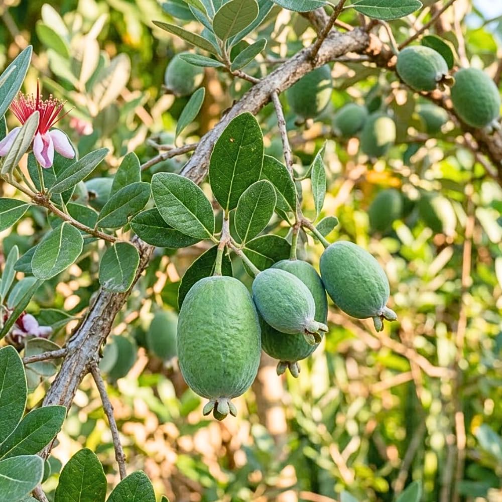 Set of 2 Guava Tree Live Plant, Guava Plant Live from 4 to 6 Inches in Height, Sweet Fruit for Outdoor Planting (Pineapple)